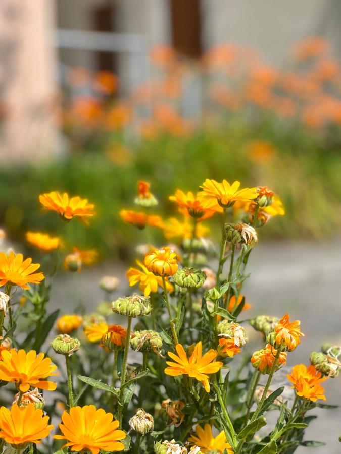 Garden House 부드바 외부 사진
